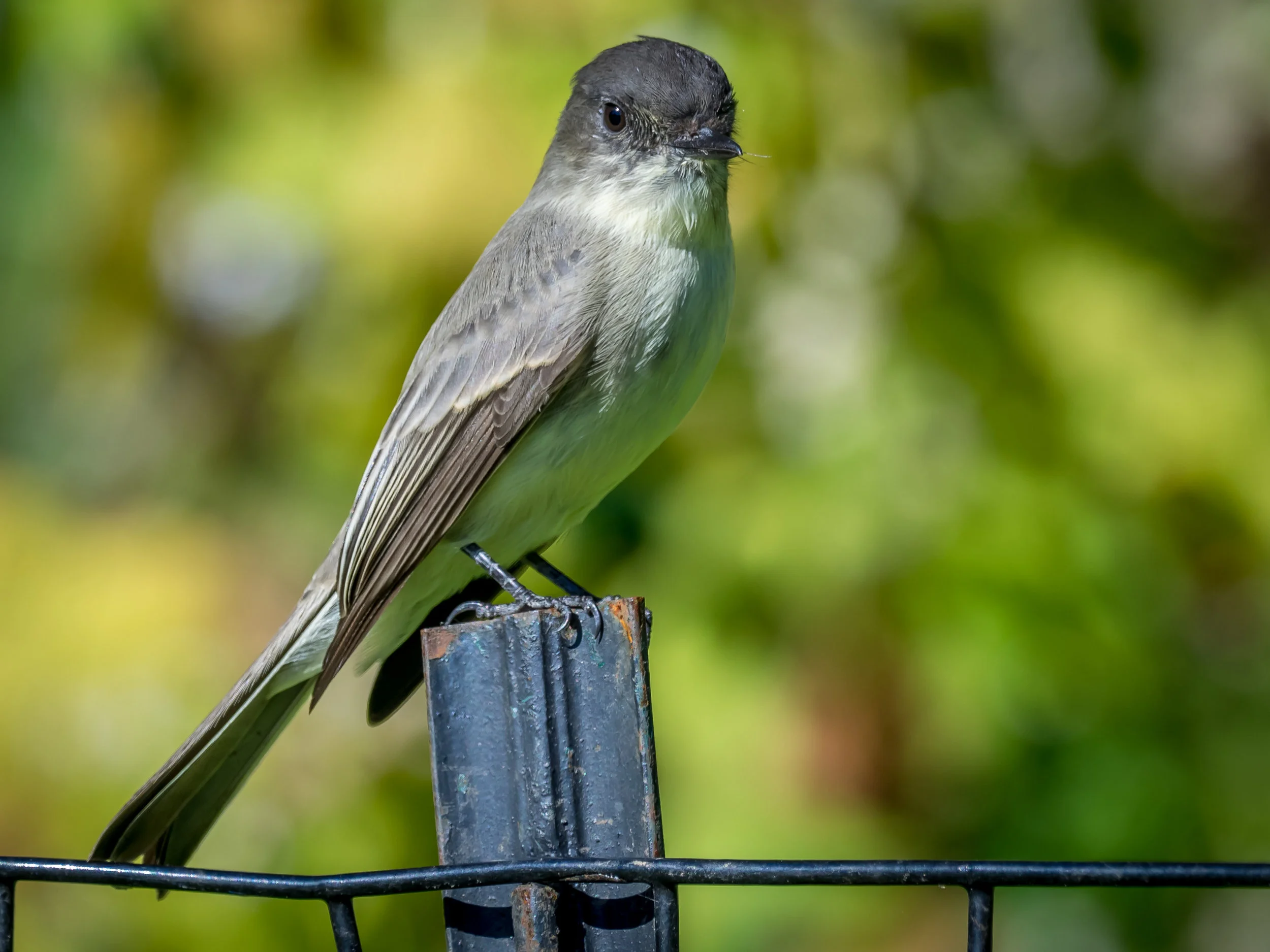 Great Crested Flycatcher