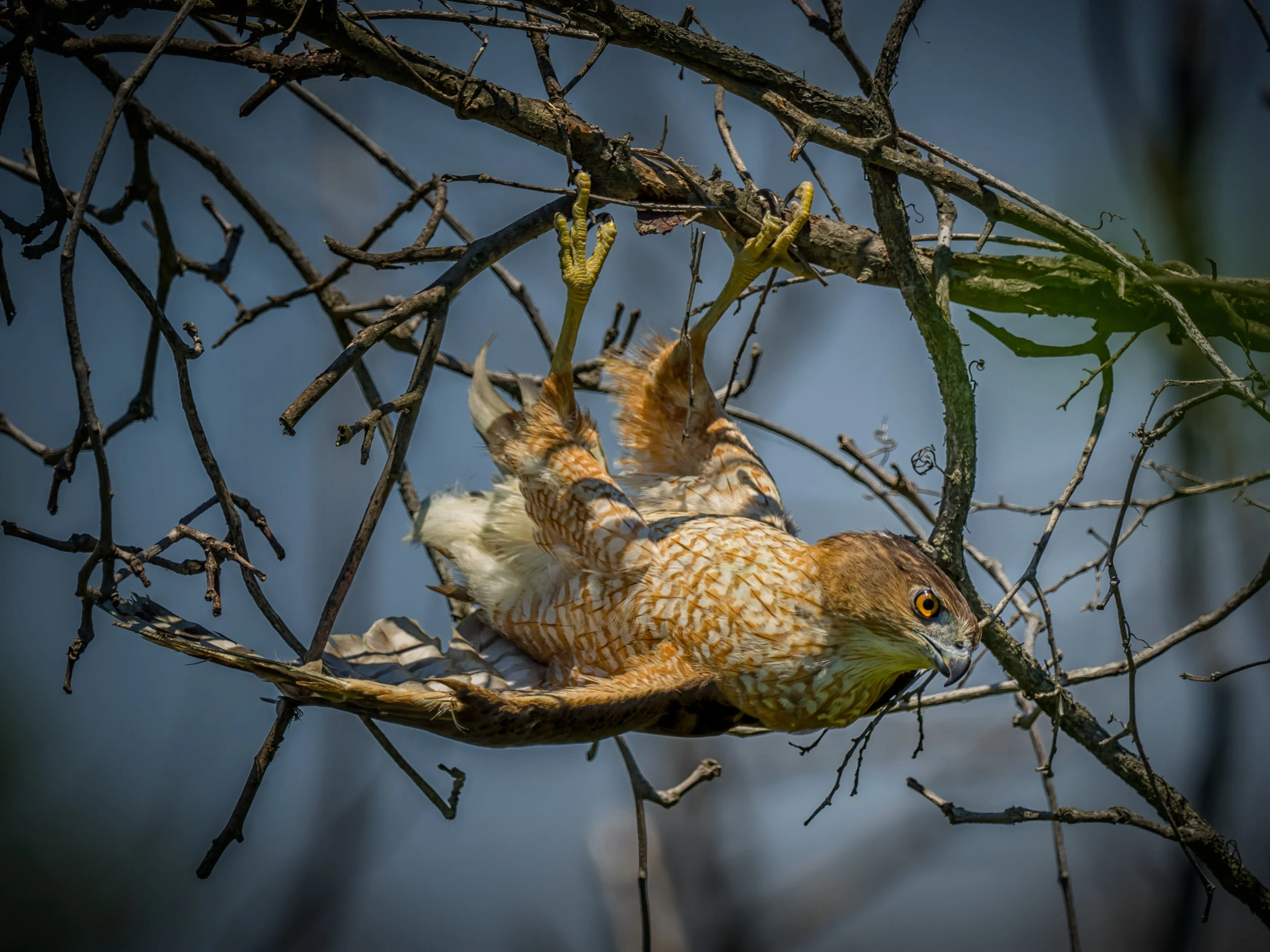 Cooper's Hawk
