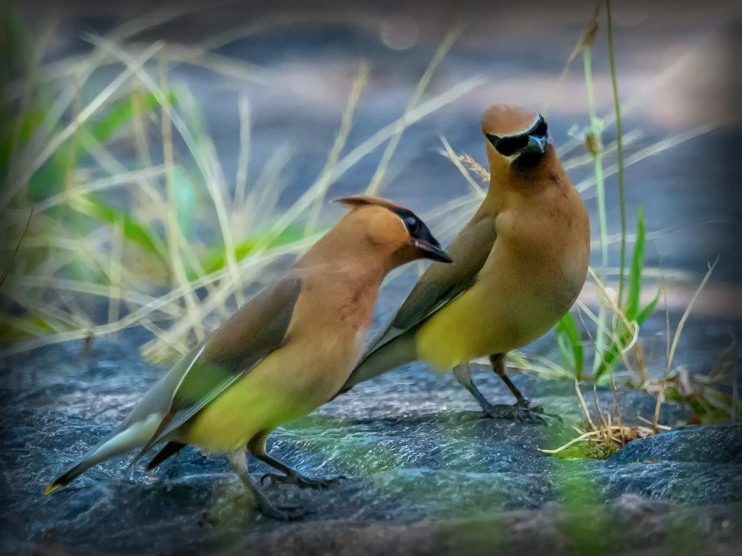 Cedar Waxwings