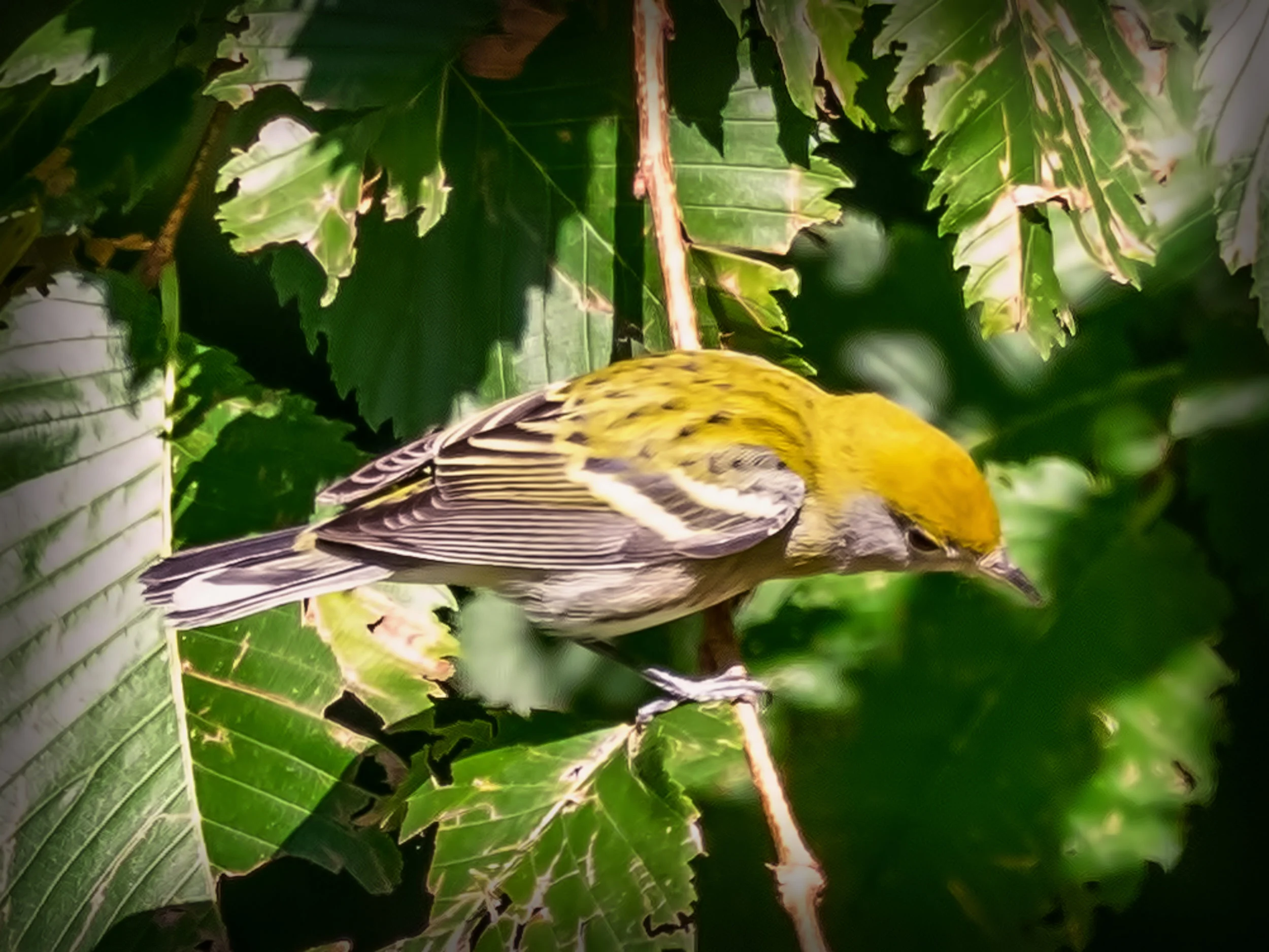 Chestnut-sided Warbler