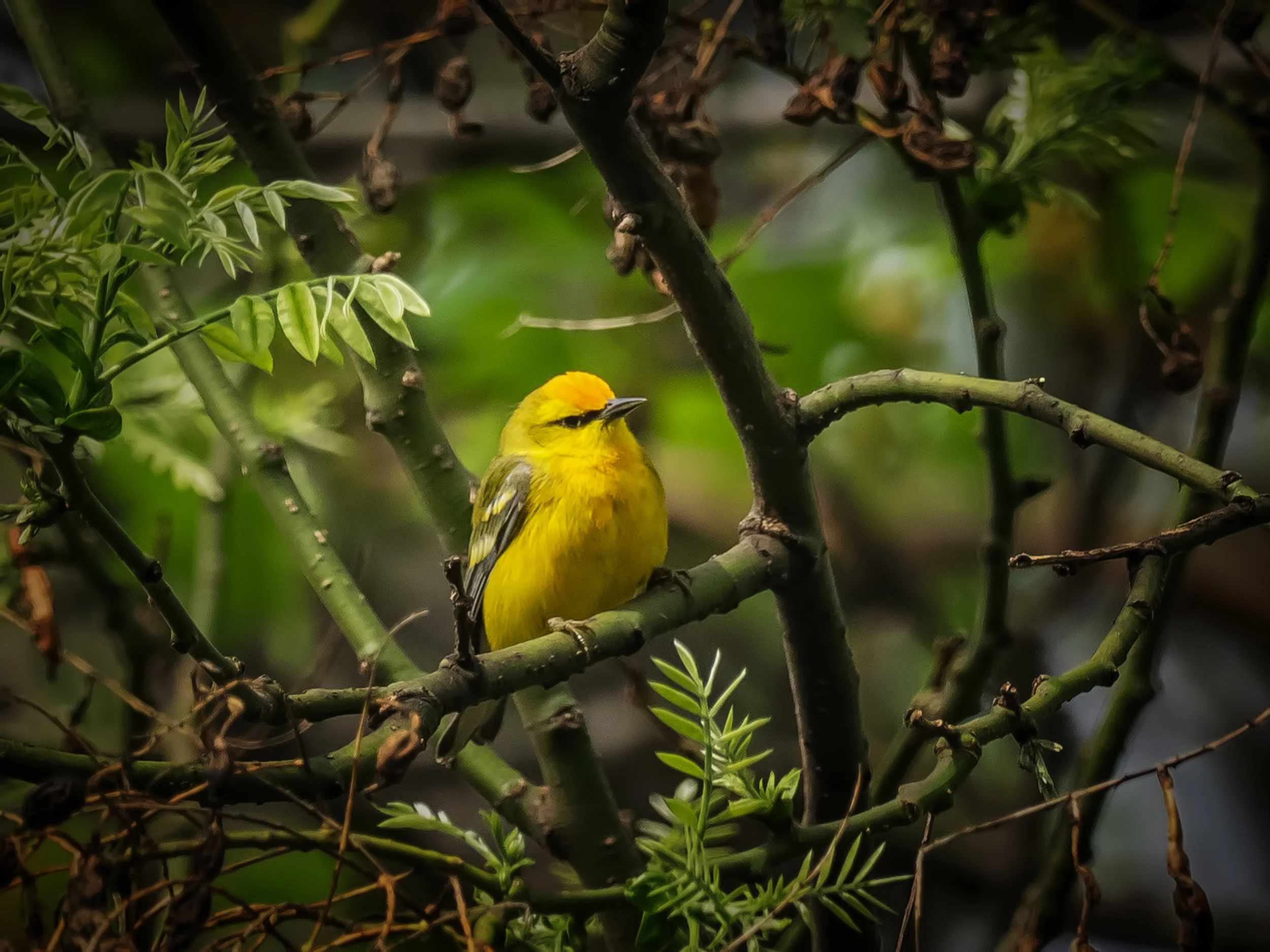 Blue-winged Warbler