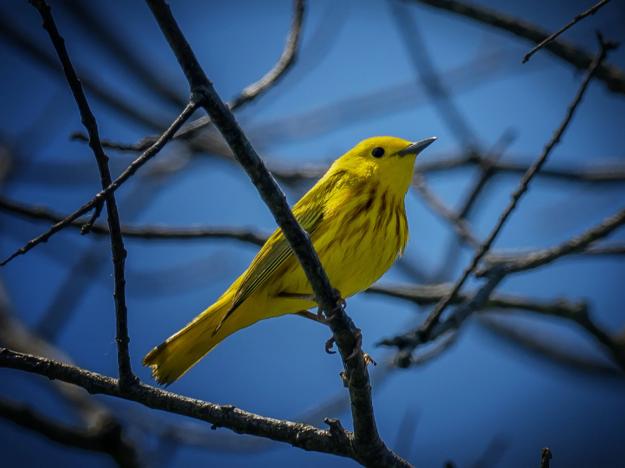 Yellow Warbler
