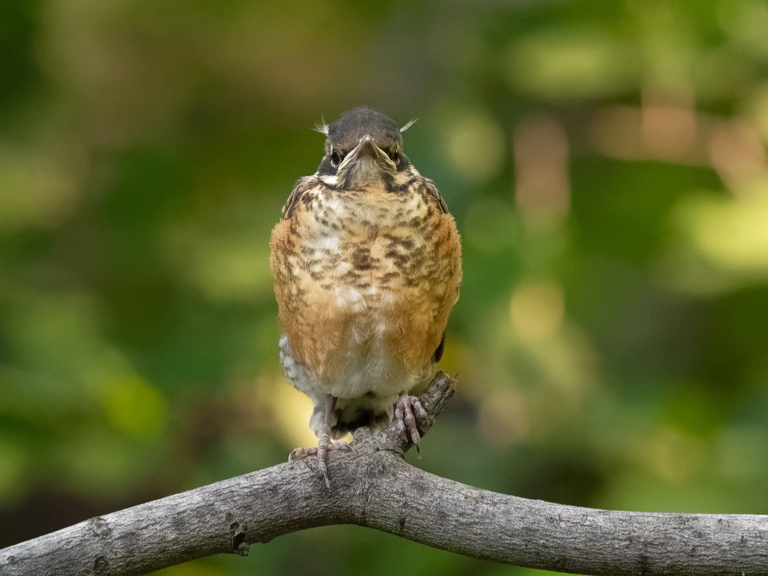 American Robin