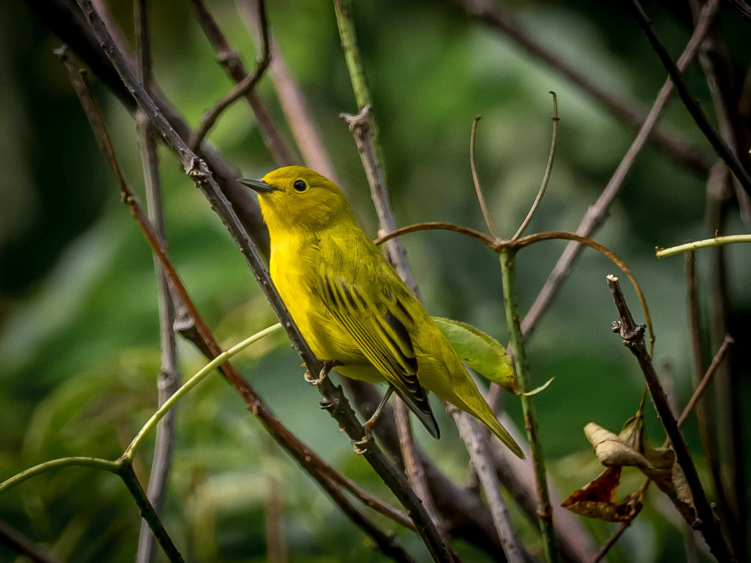 Yellow Warbler