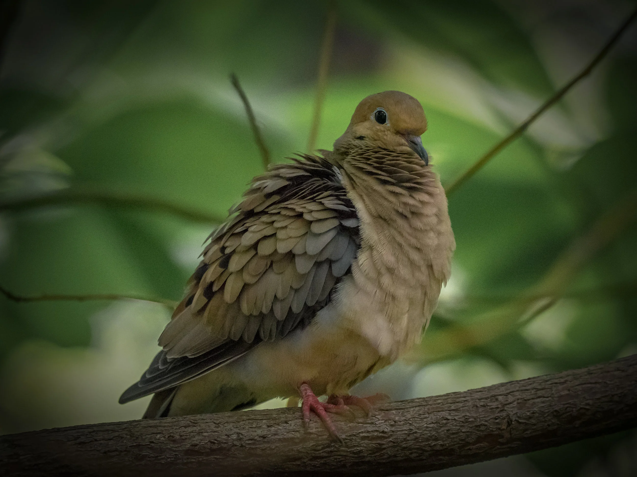 Mourning Dove