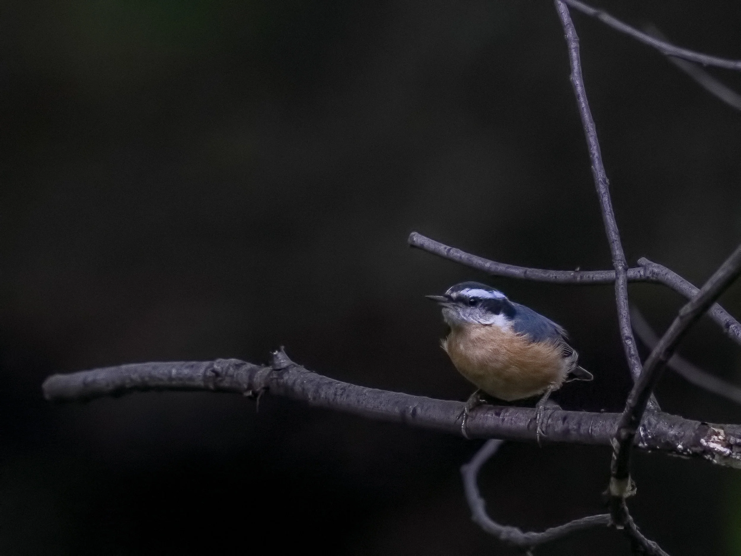 Red-breasted Nuthatch