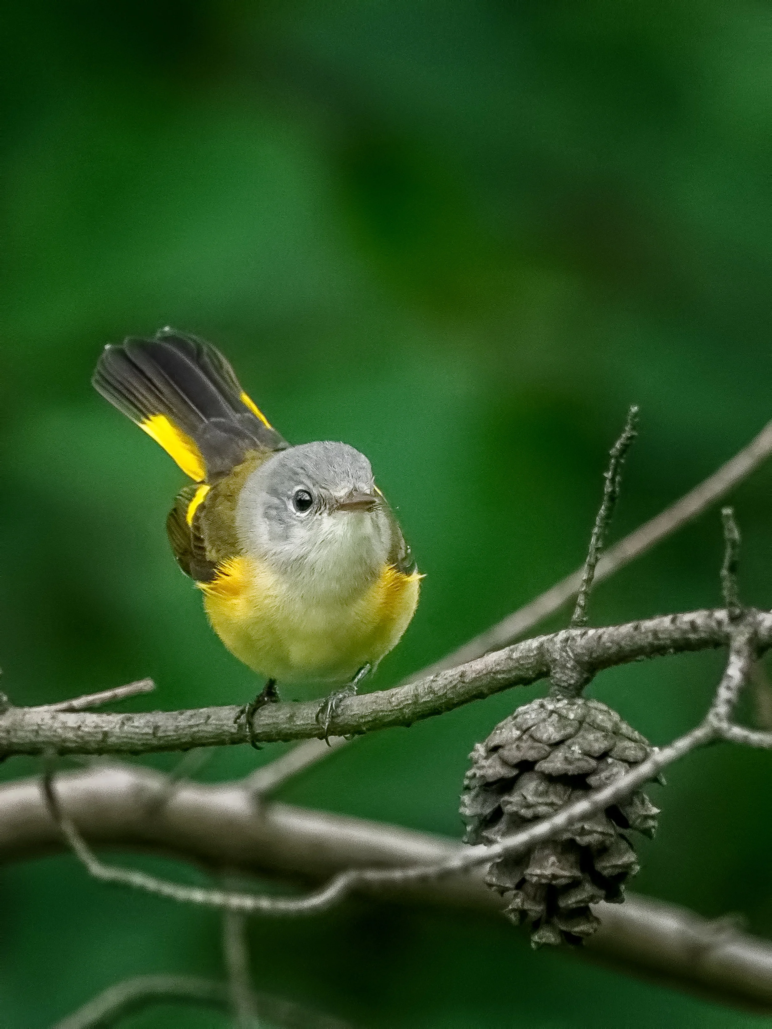 American Redstart (female)