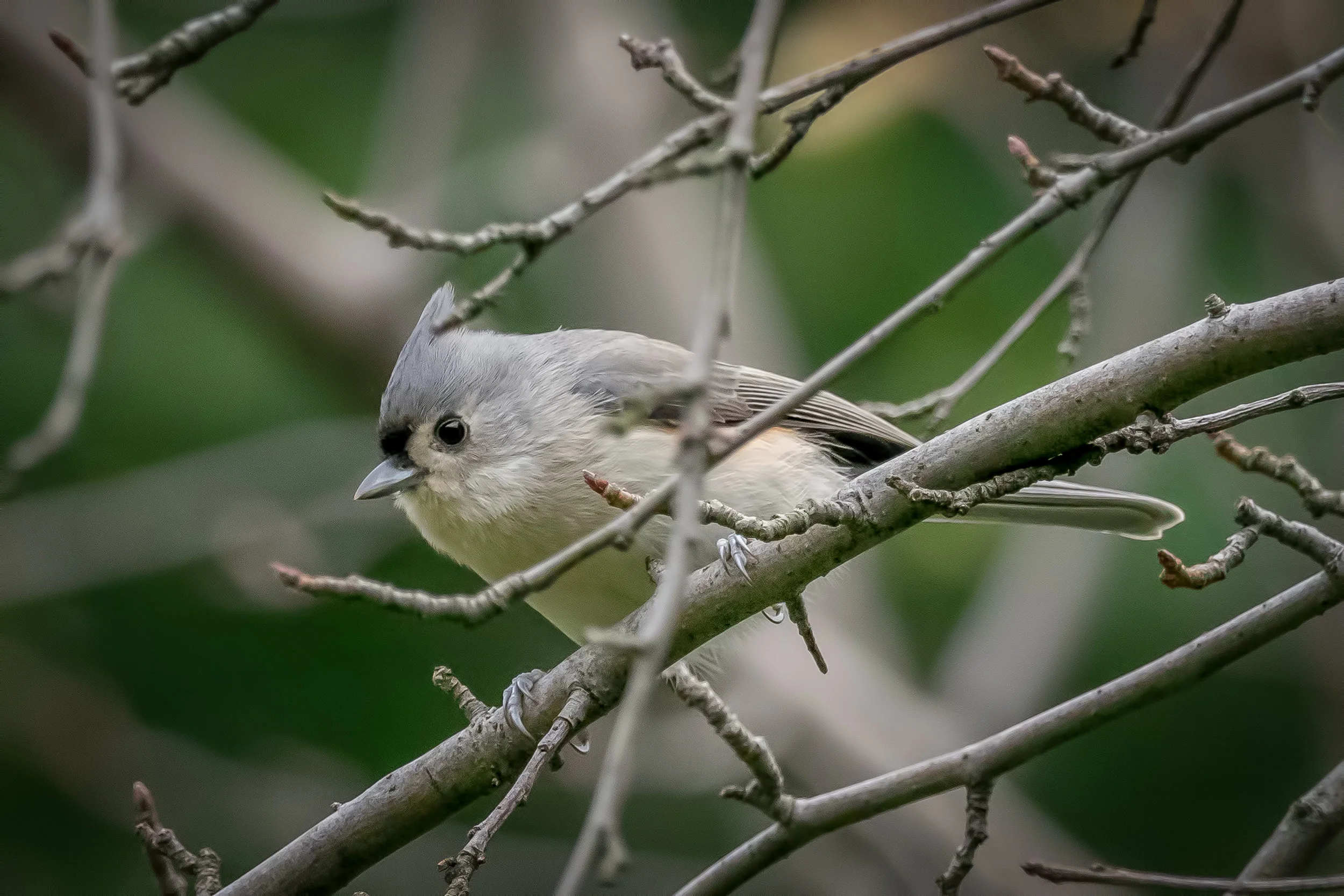Tufted Titmouse