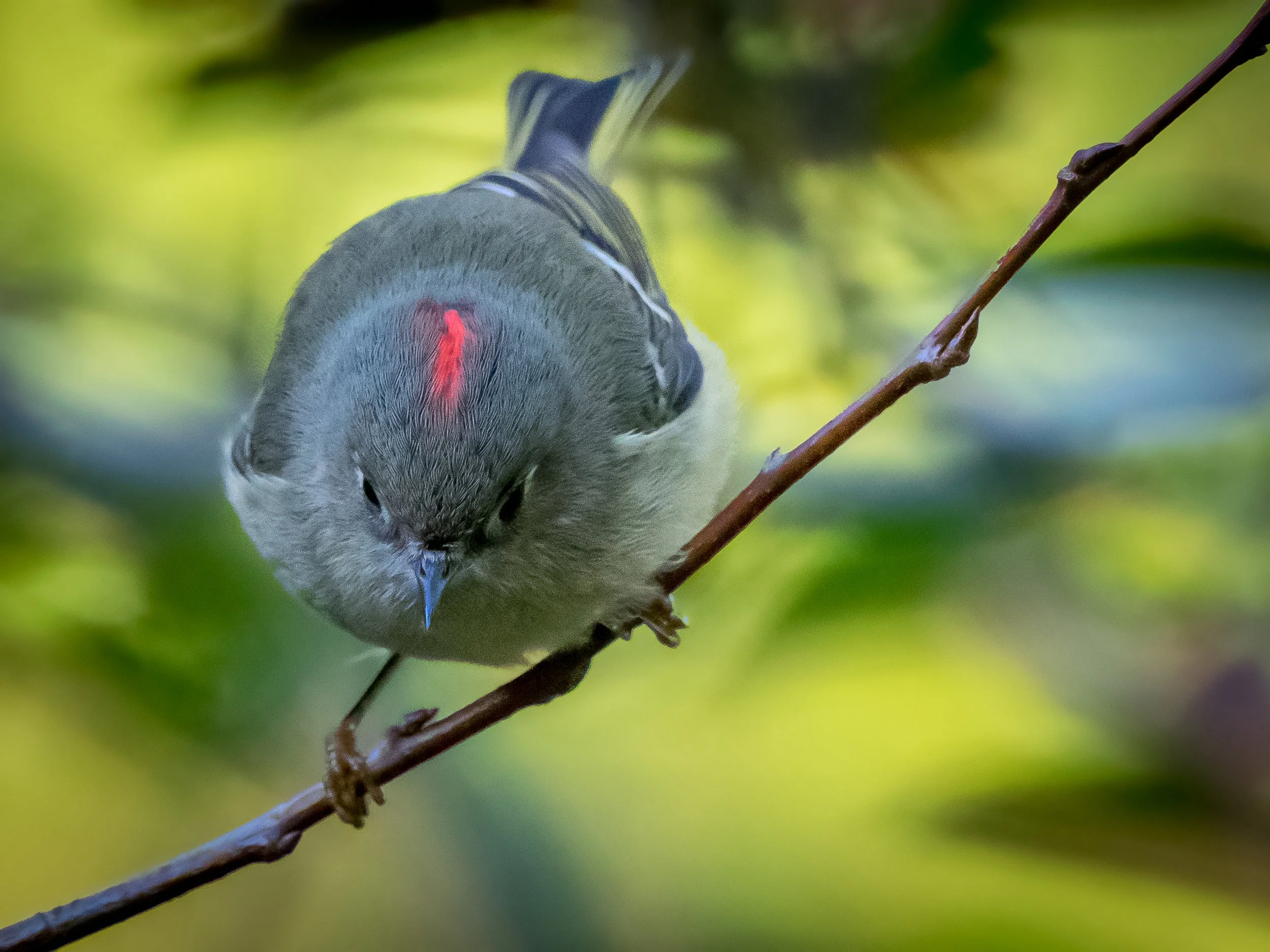 Ruby-crowned Kinglet
