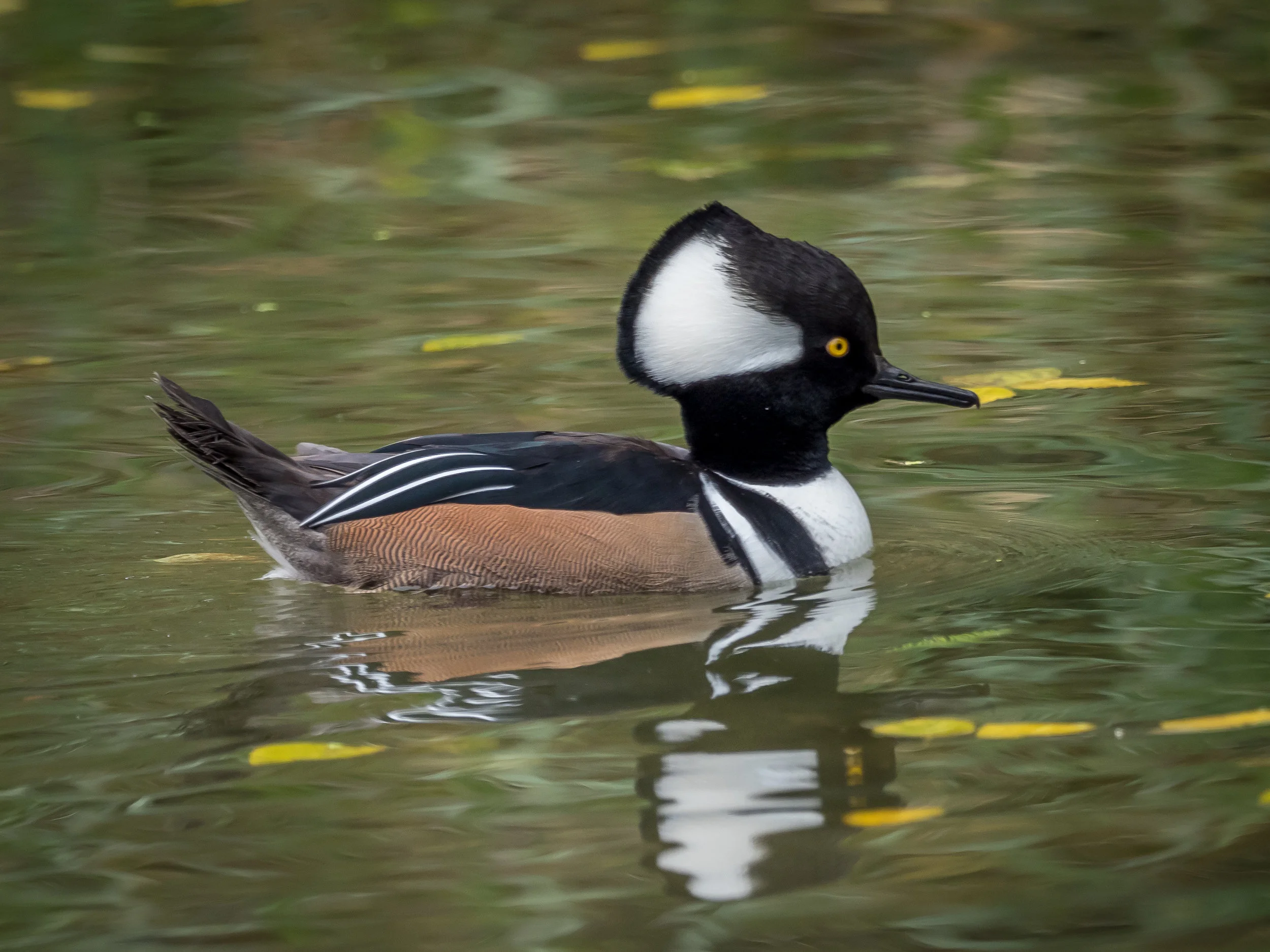 Hooded Merganser