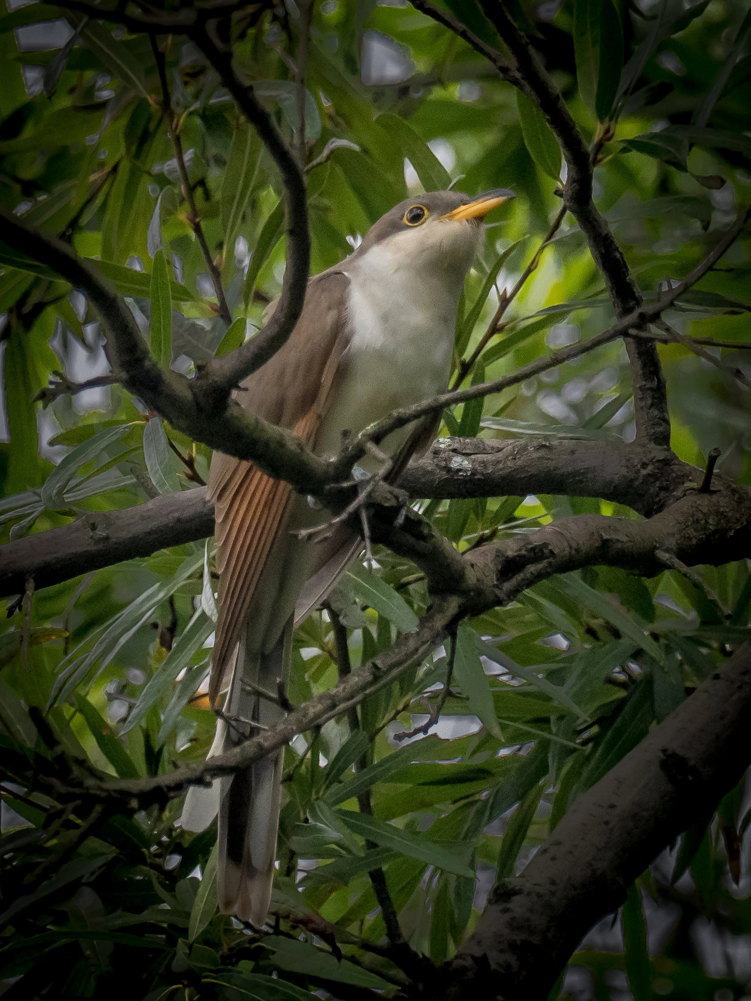 Yellow-billed Cuckoo