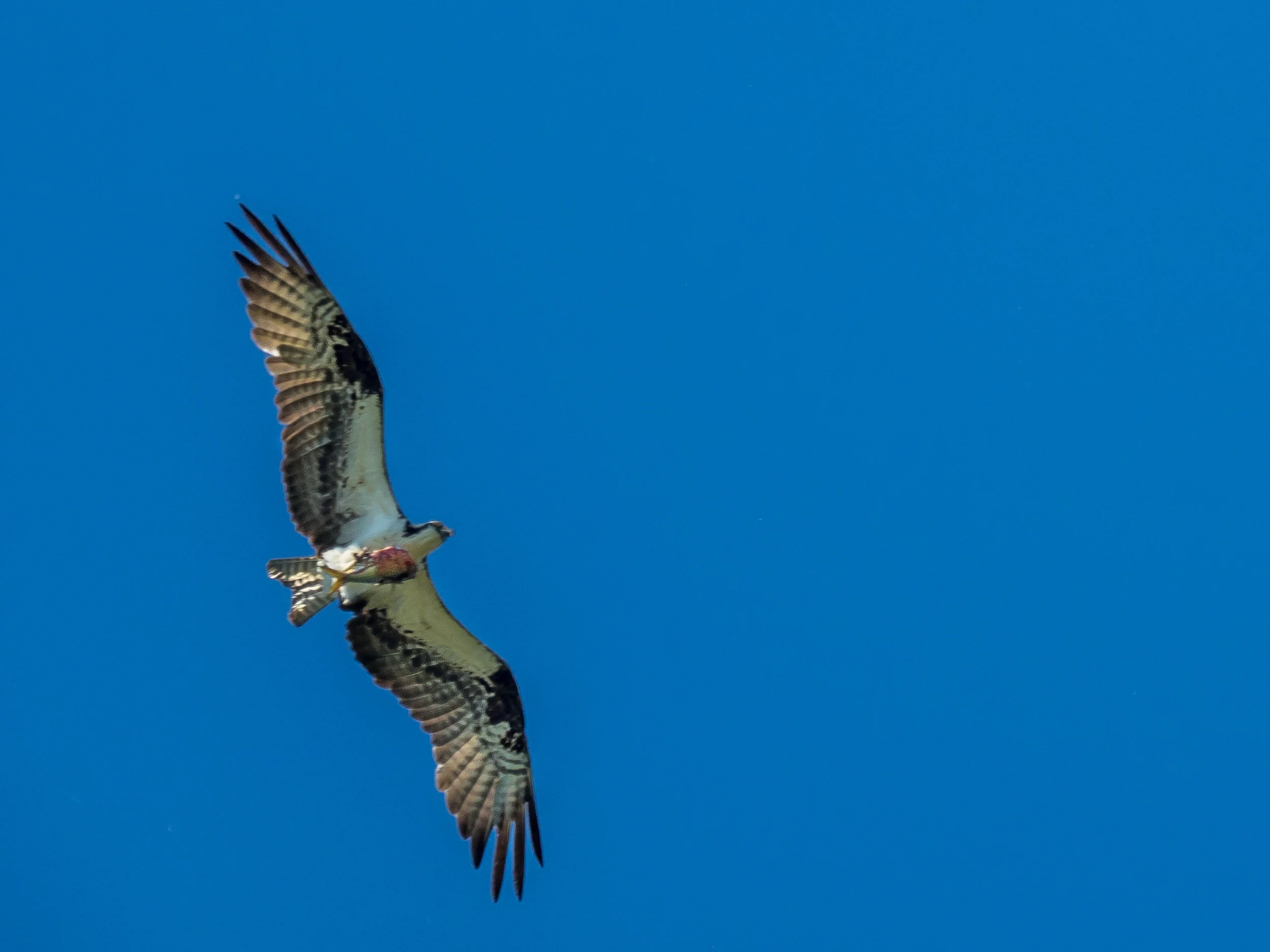 Osprey