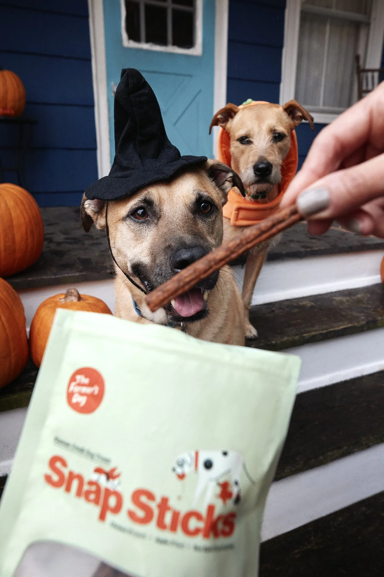 20250820_TFD_SN_Halloween_Fall_1256.jpg