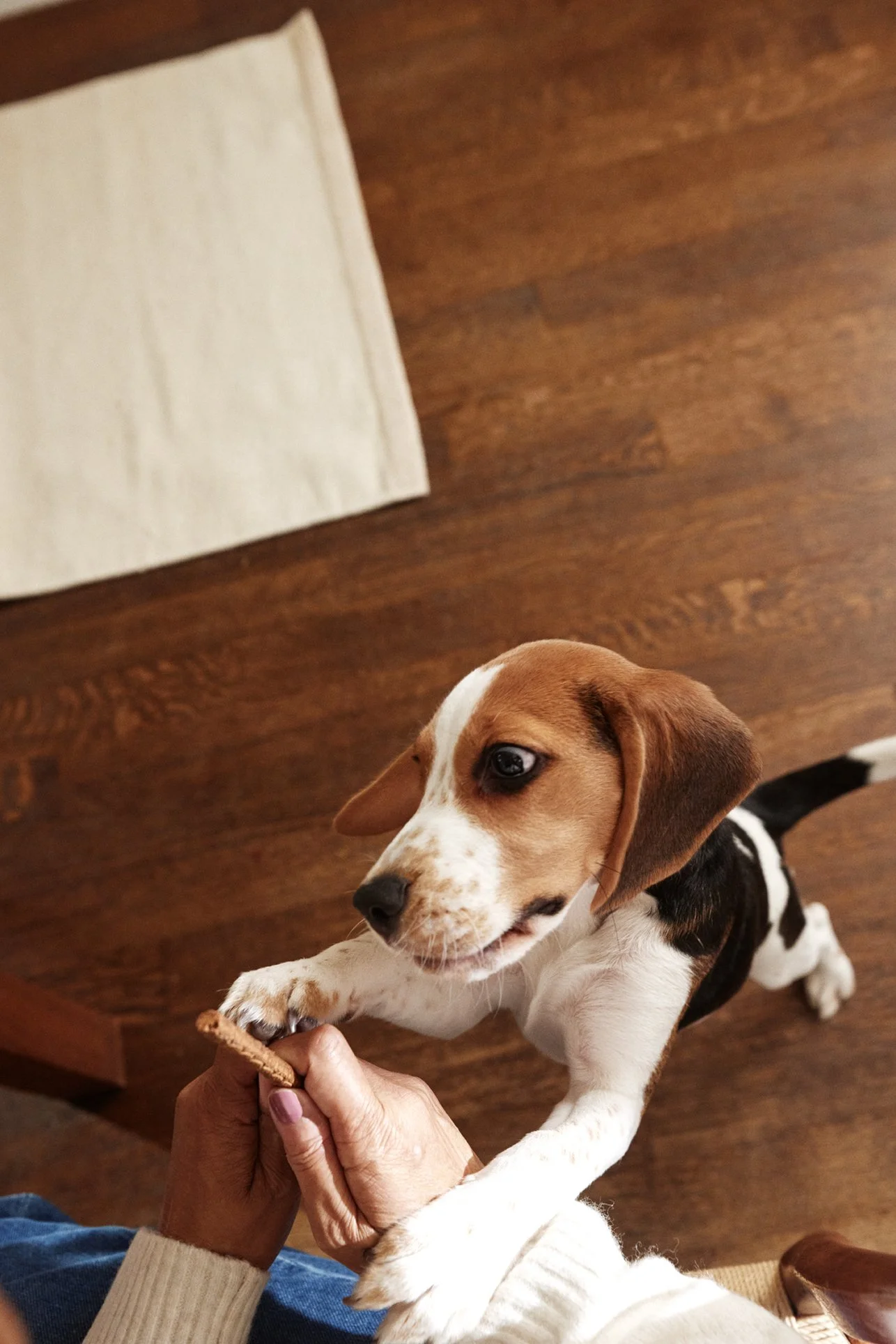 20250821_TFD_SN_Puppies_Treats_0146.jpg