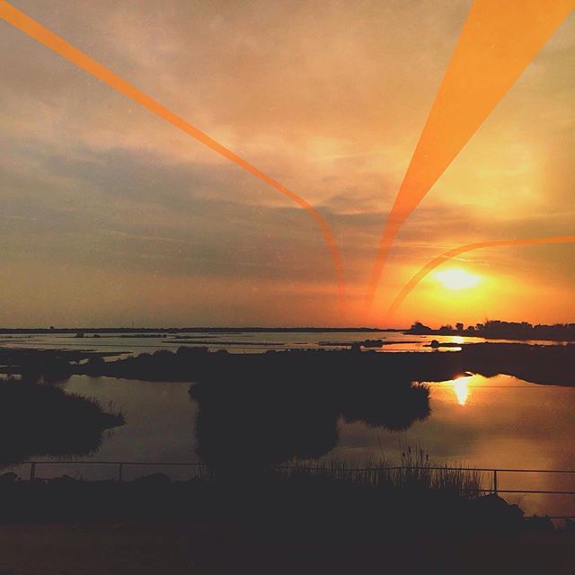 Edit by @yulman
&quot;It's like a jungle sometimes&quot;

#lorystripes

Cool accentuating for this sunset photo!