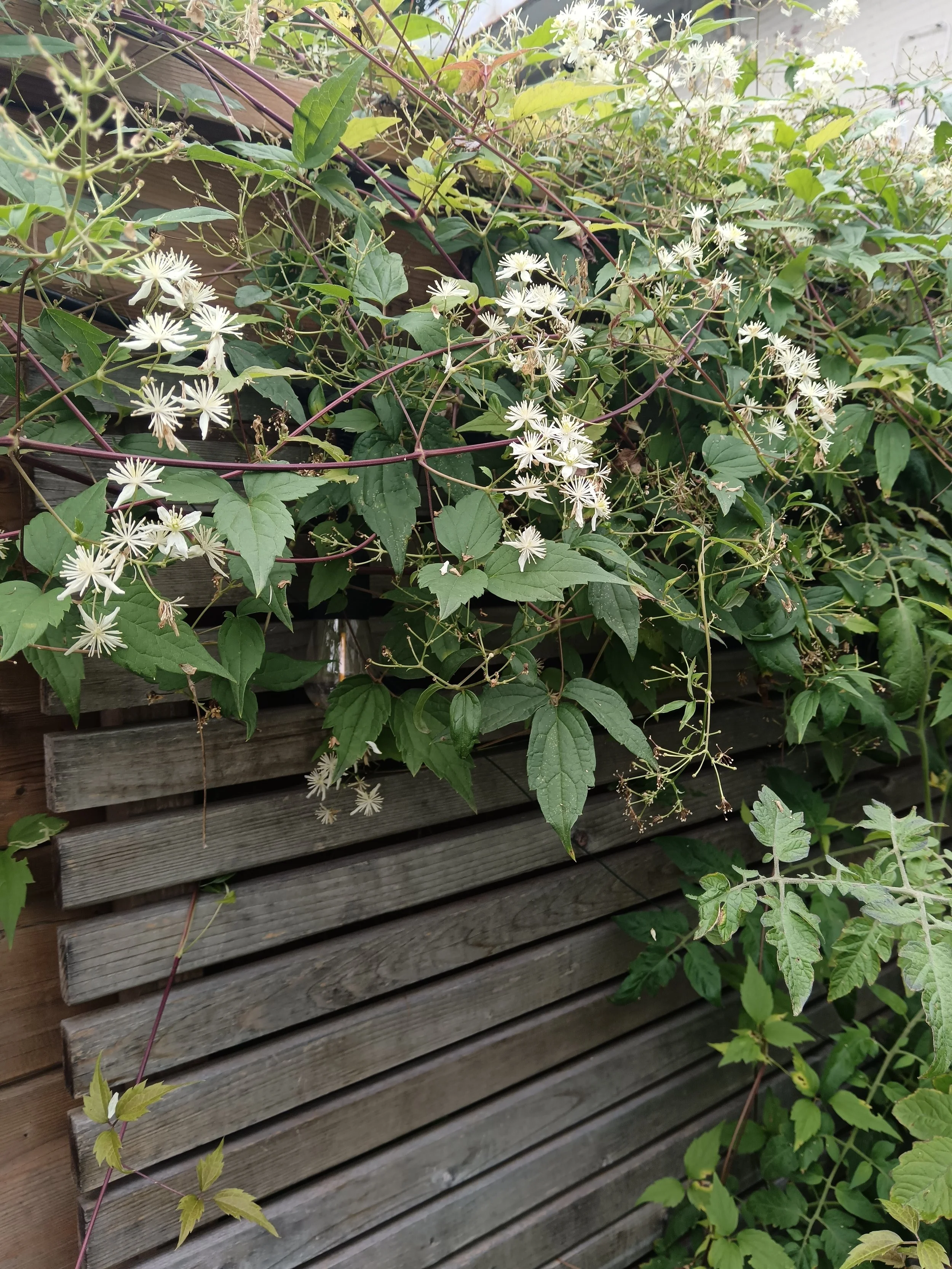 clematis virginiana.jpg