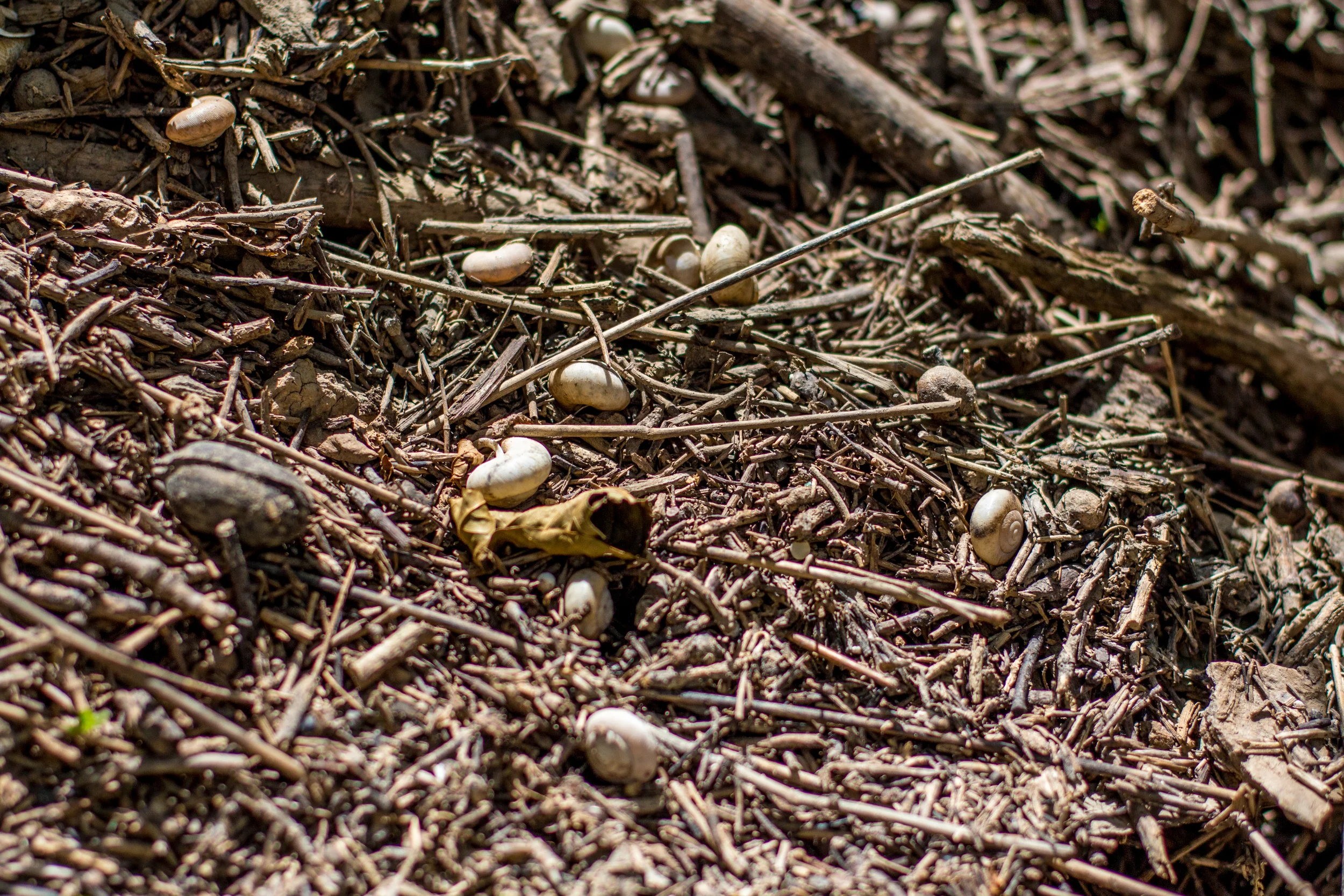IMG_4546.jpg
