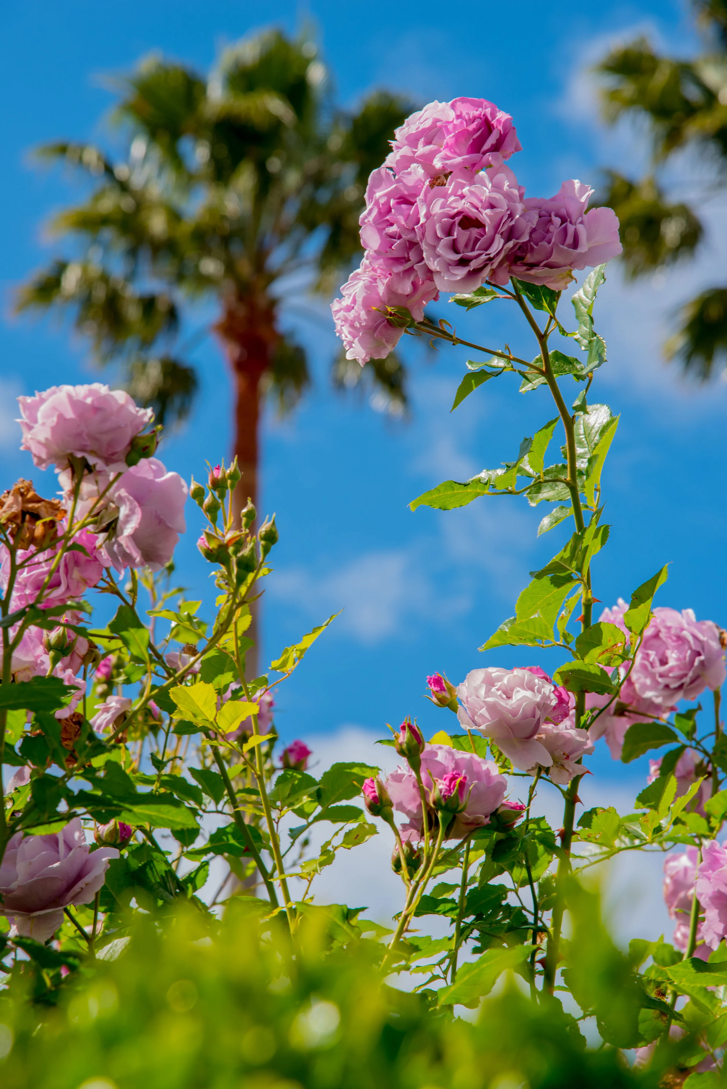 Nature Photography Exports Portfolio-4.jpg