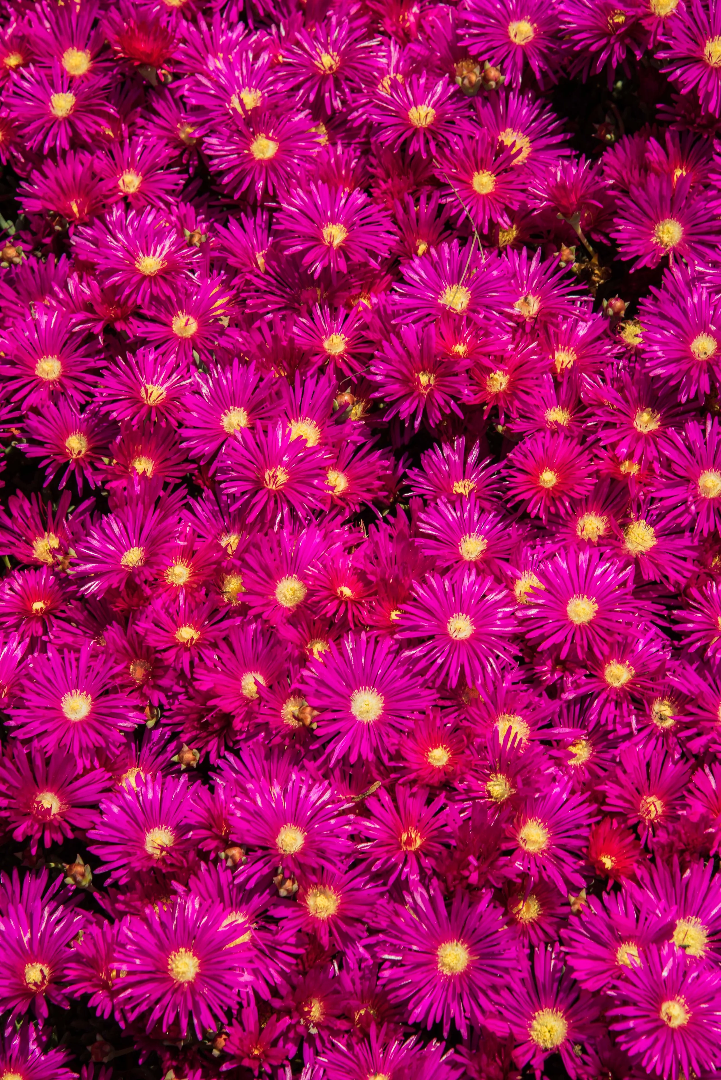 Nature Photography Exports Portfolio-5.jpg