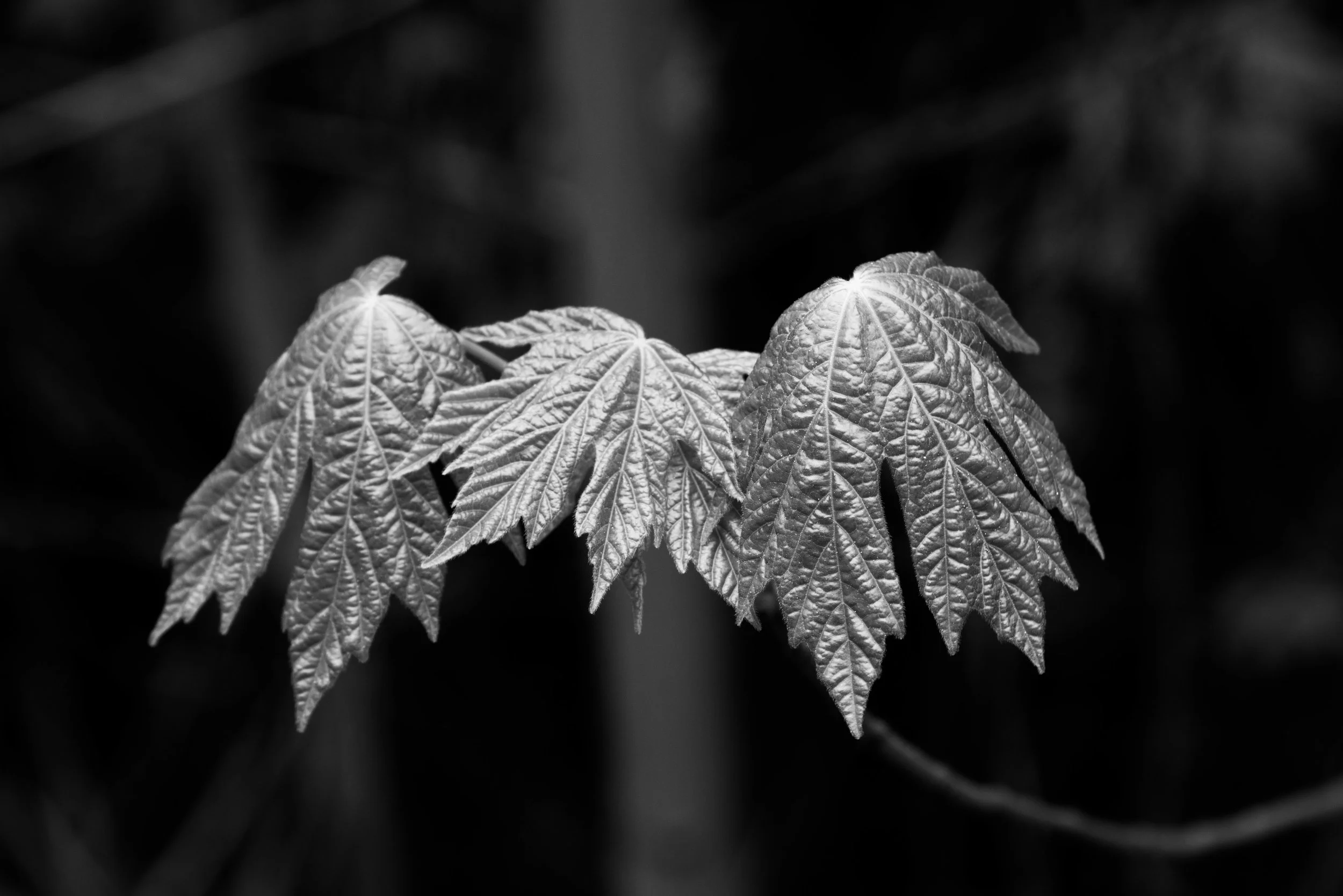 Witch Fingers Leaves -1.jpg