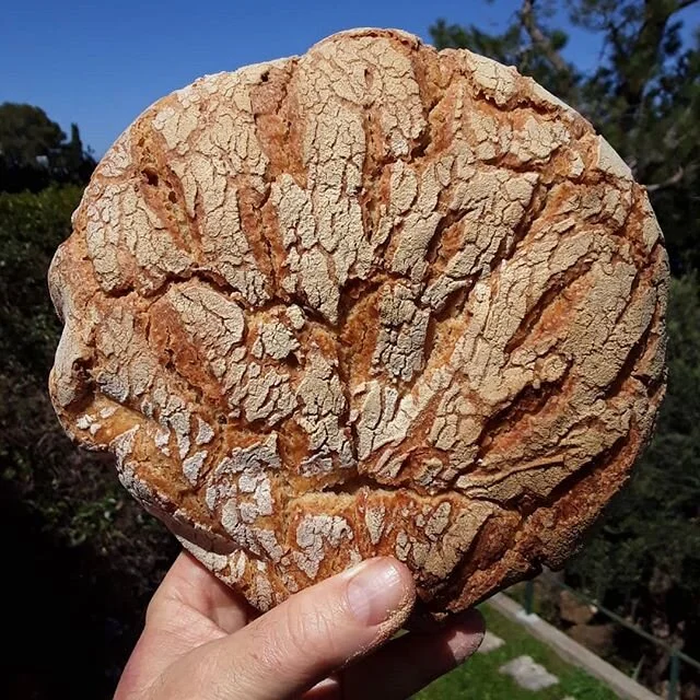1/2 whole wheat sourdough with caraway seeds!