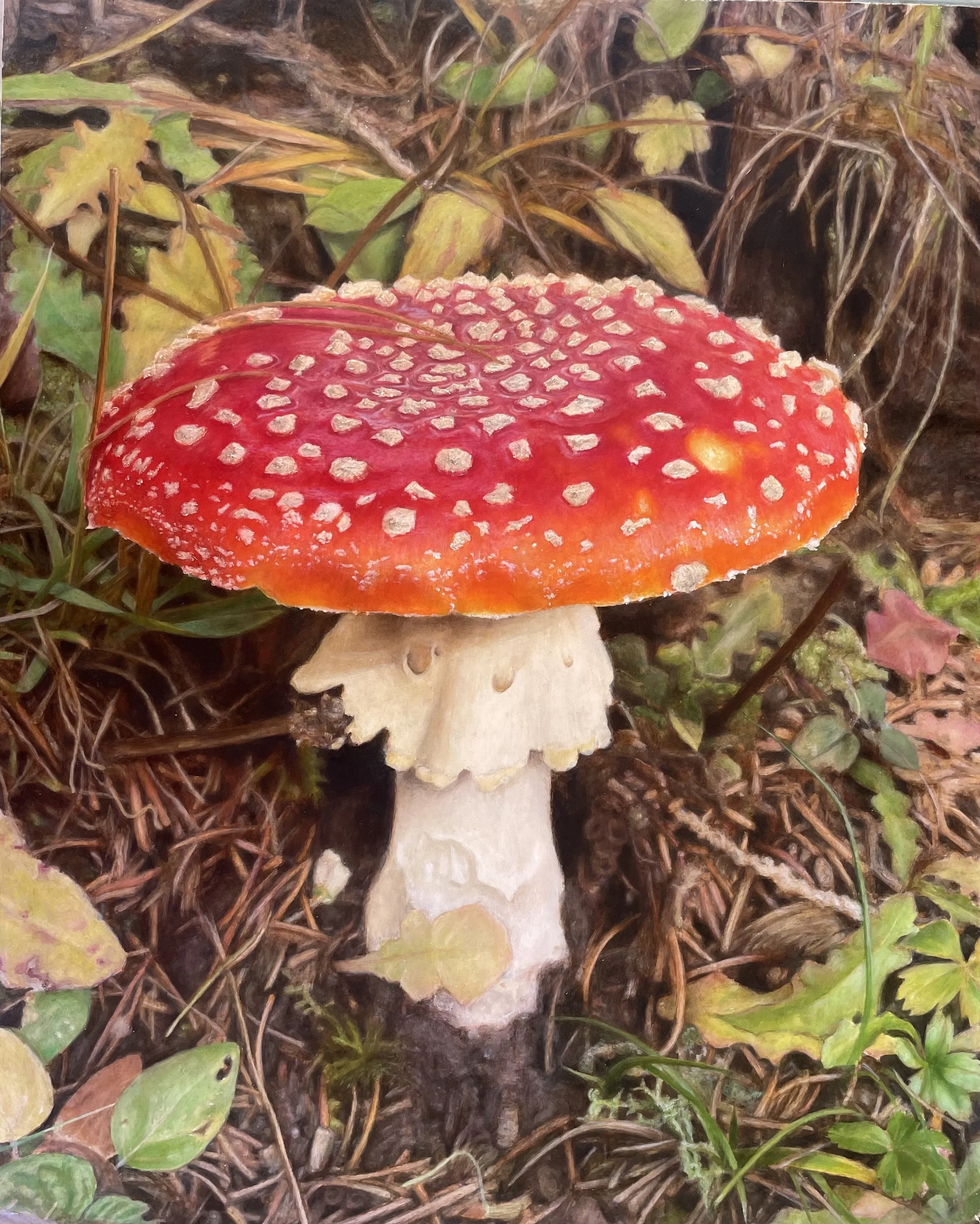 Amanita Muscaria, oil on panel, 40 x 50 cm, 2025