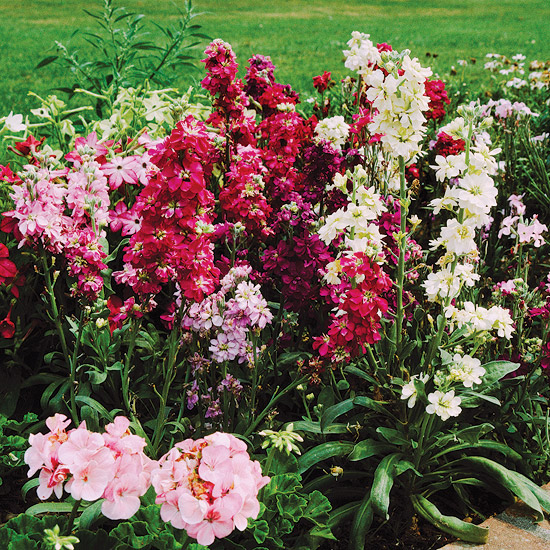 The Best Annuals For Cutting