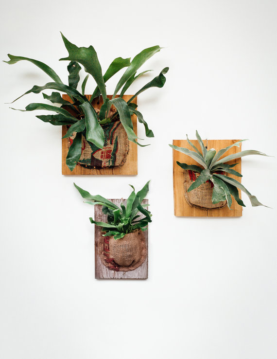 Mounted Staghorn Fern