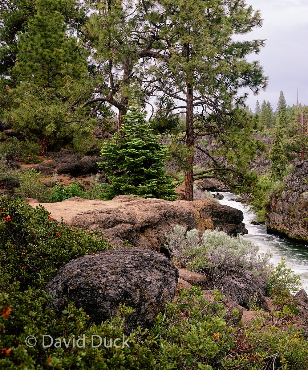 Deschutes River Canyon