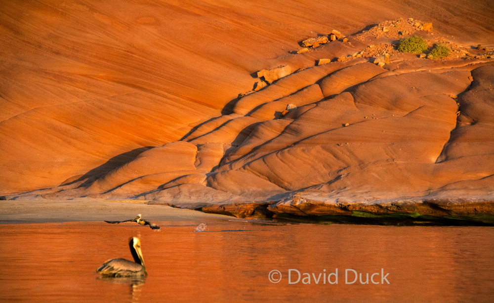 Red Rock and Pelicans