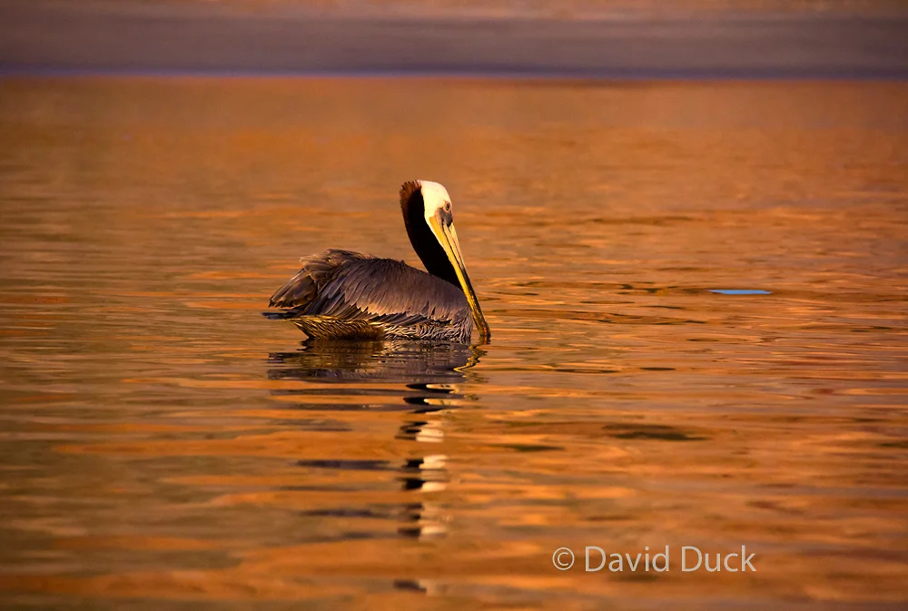 Brown Pelican, golden sunrise