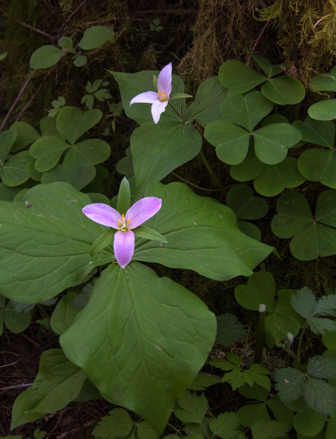 Trillium, Stub Stewart State Park