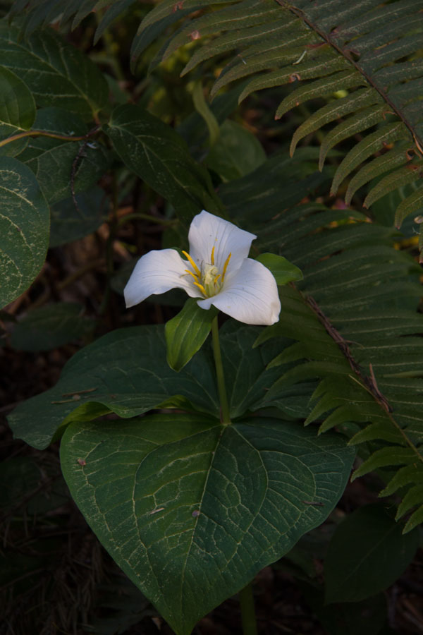 Trillium and Sword Ferns, Stub Stewart State Park, Oregon