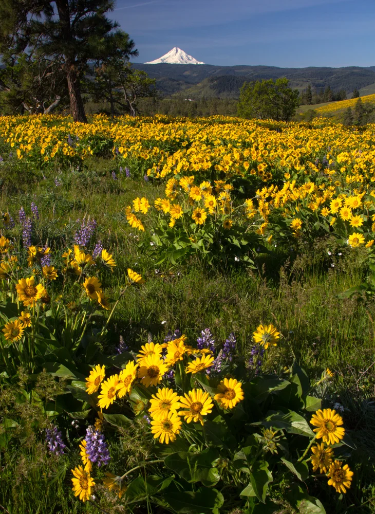 Balsamroot and Mt. Hood