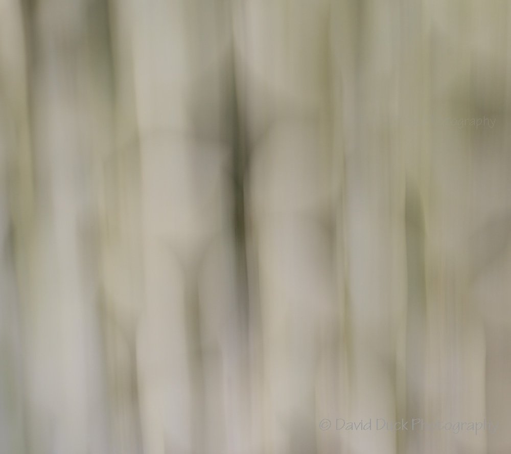 ICM Dogwoods 8685 web .jpg