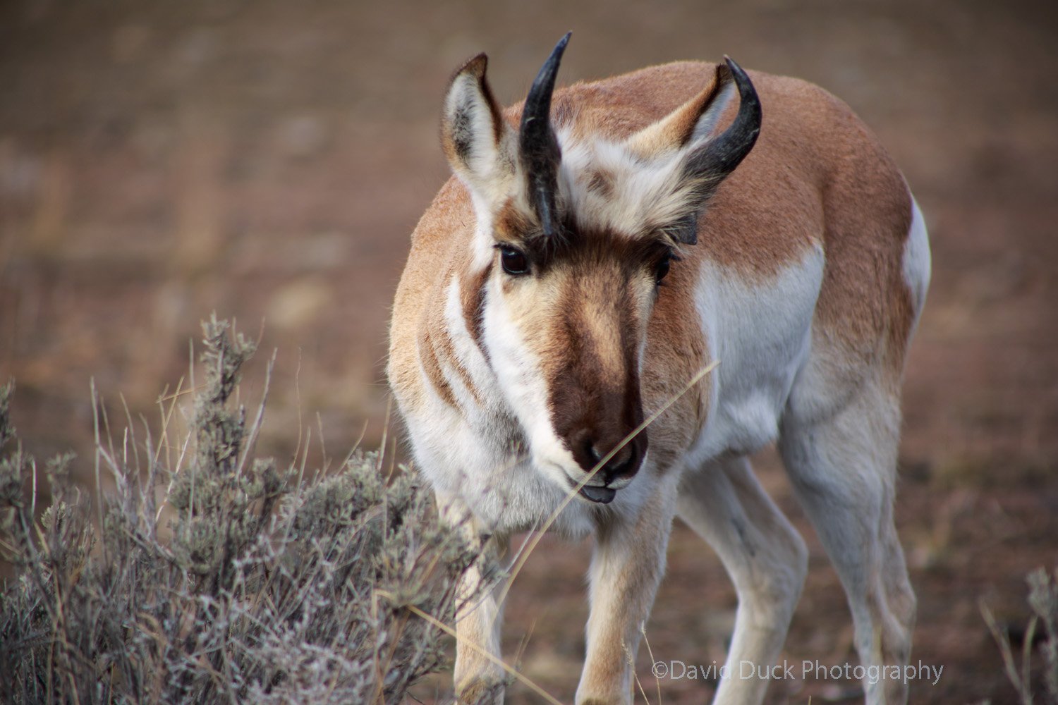 Pronghorn 2646 web.jpg