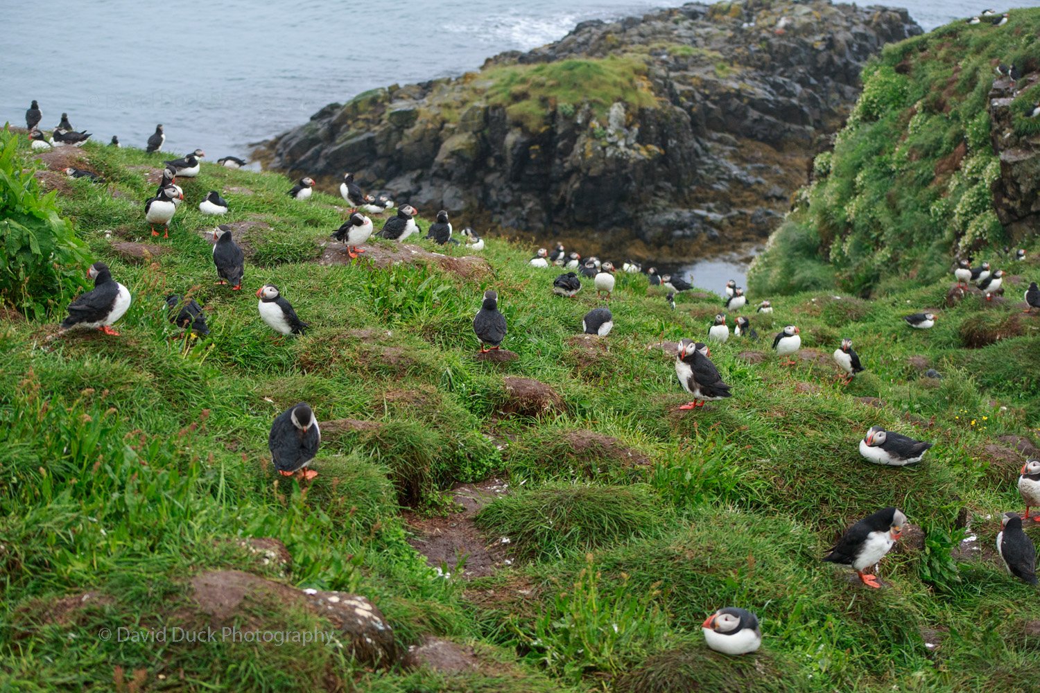 1 Puffin Colony 4851.jpg