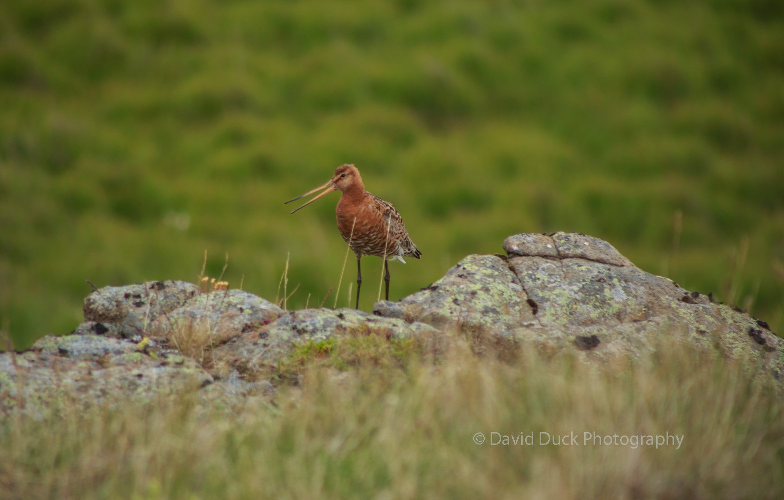 Godwit 5070.jpg