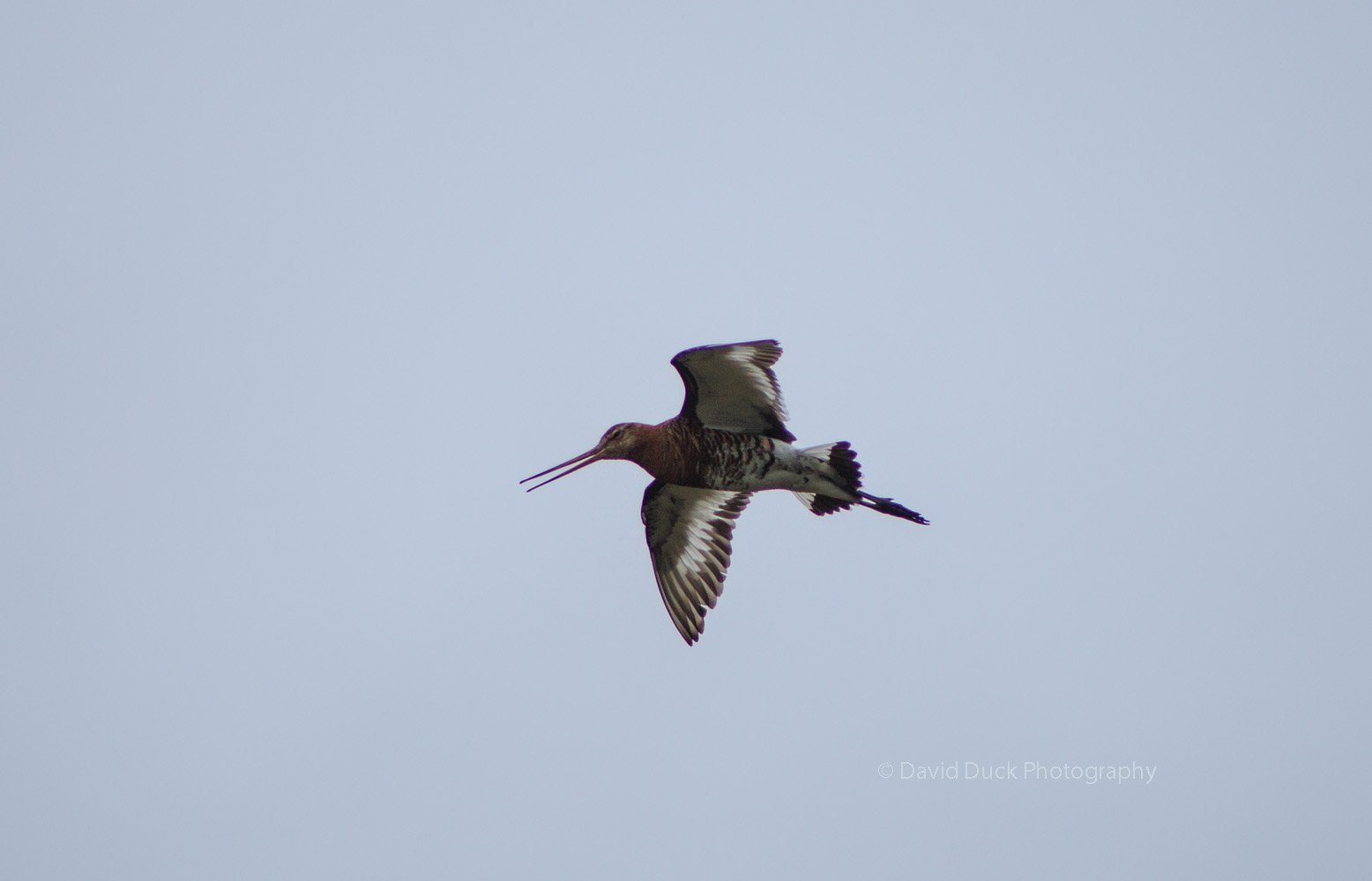 Godwit 5107.jpg