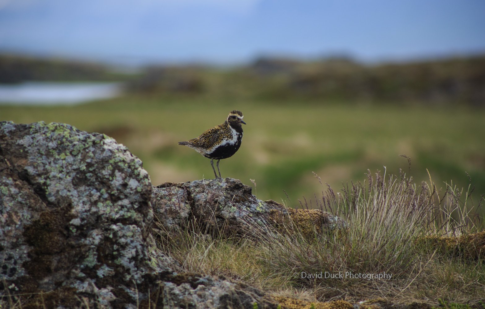 Golden Plover 5067.jpg