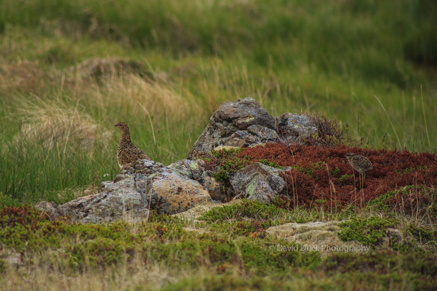 Ptarmigan chicks 5061.jpg