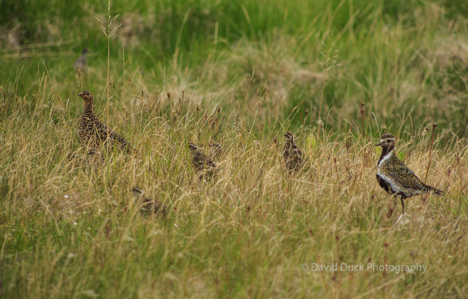 Ptarmigan chicks Plover 5084.jpg