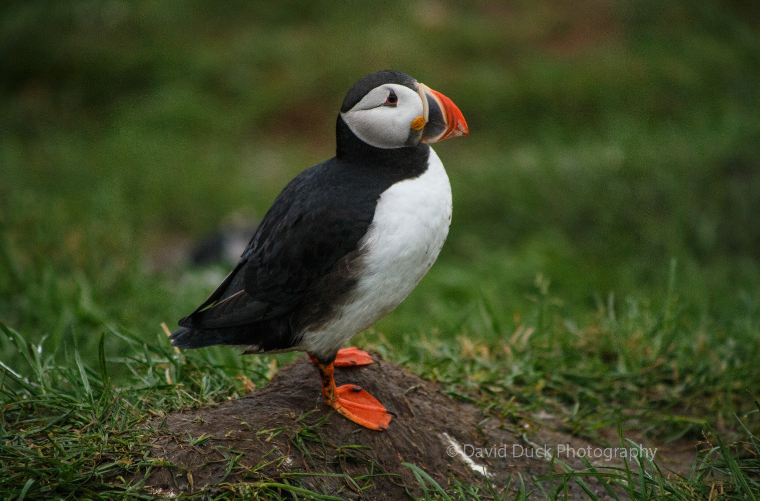 Puffin 4870.jpg