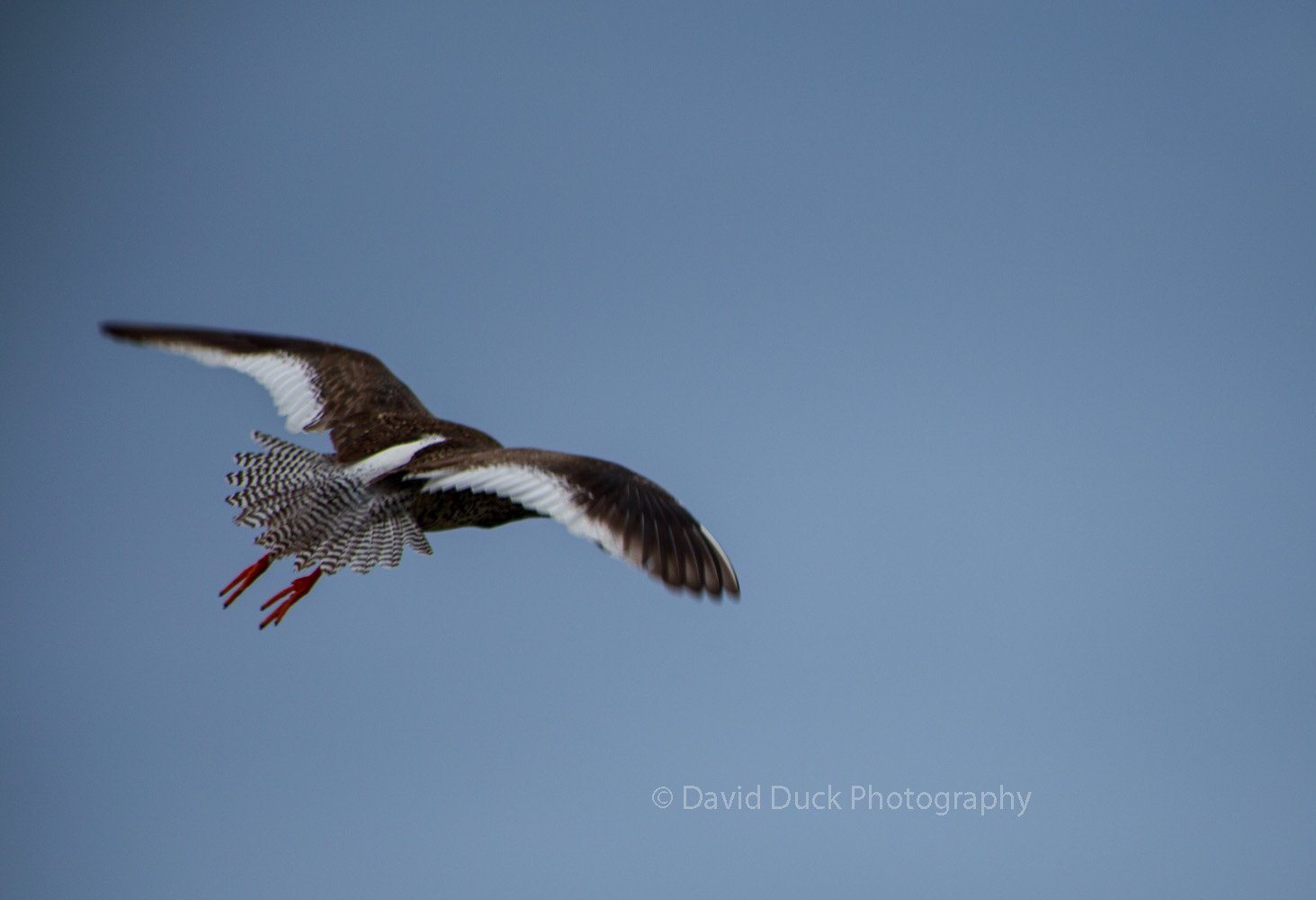 Redshank 5046.jpg