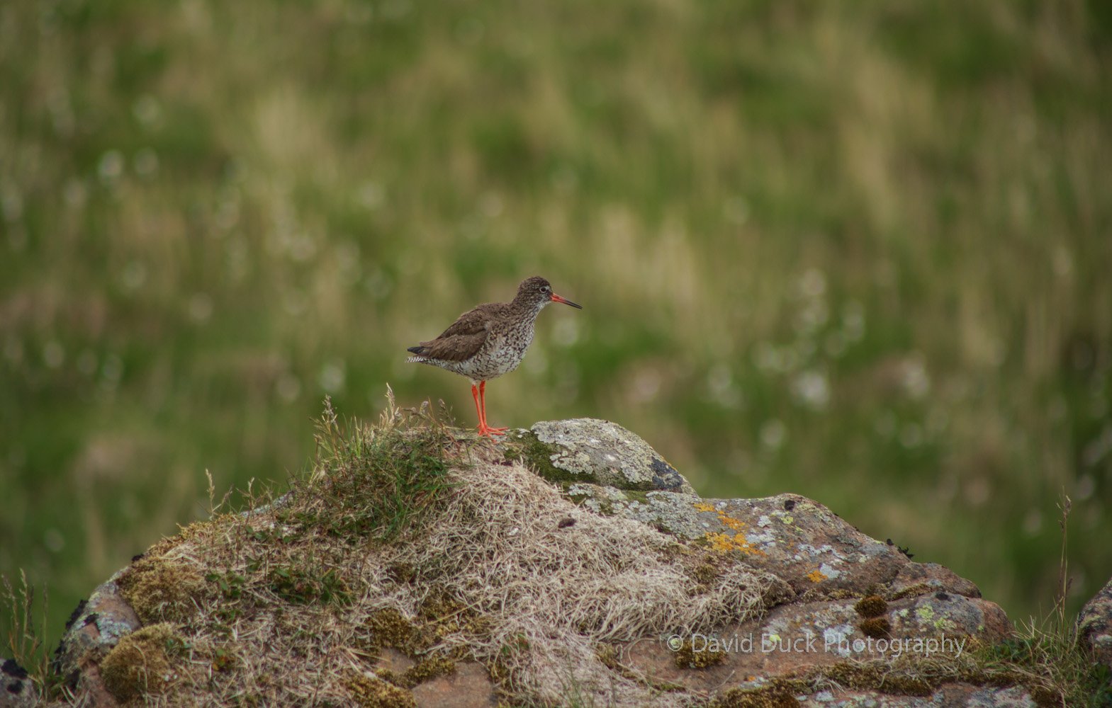 Redshank 5074.jpg