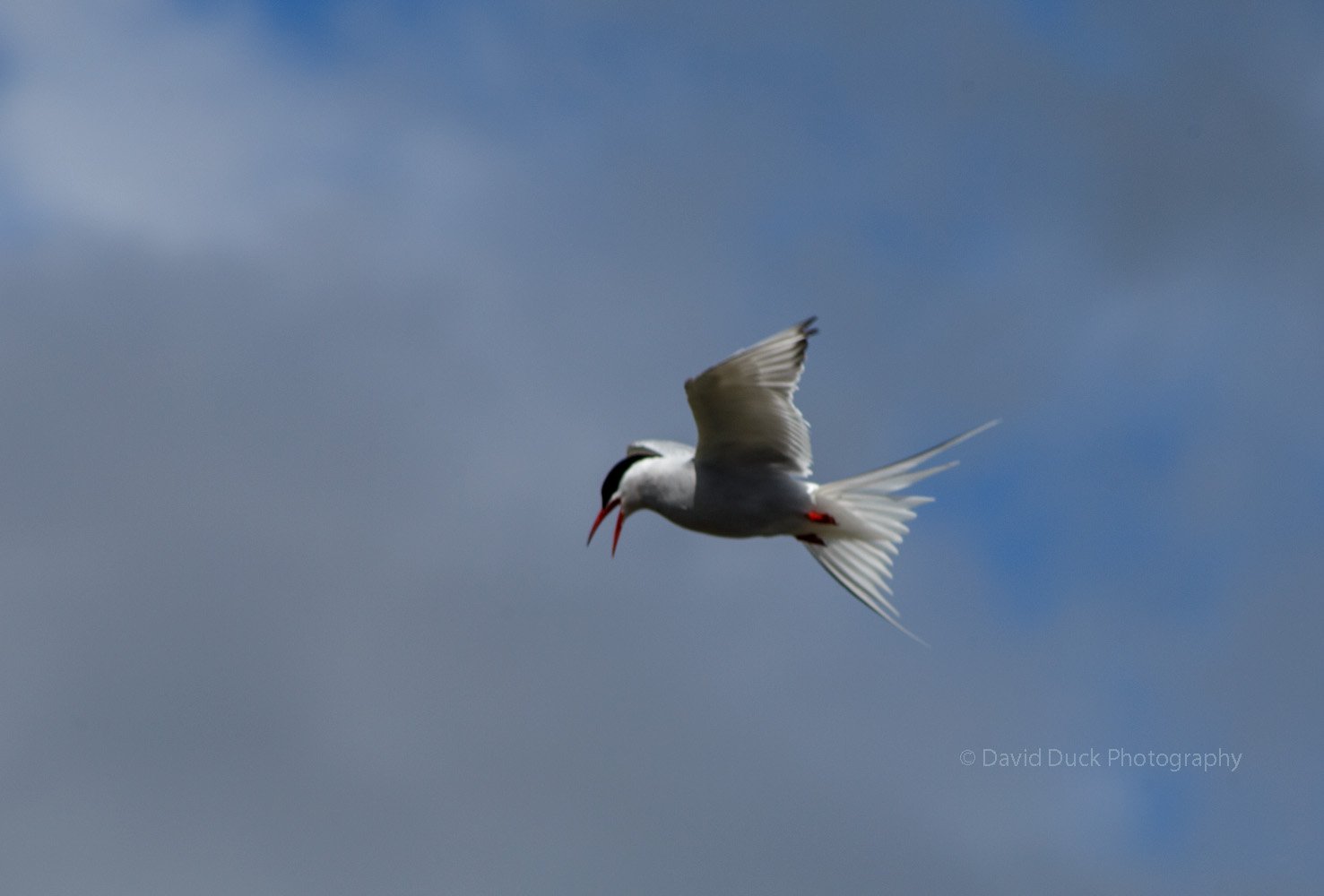 Tern 3717.jpg