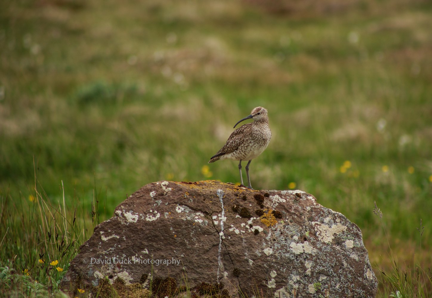 Whimbrel 5028.jpg