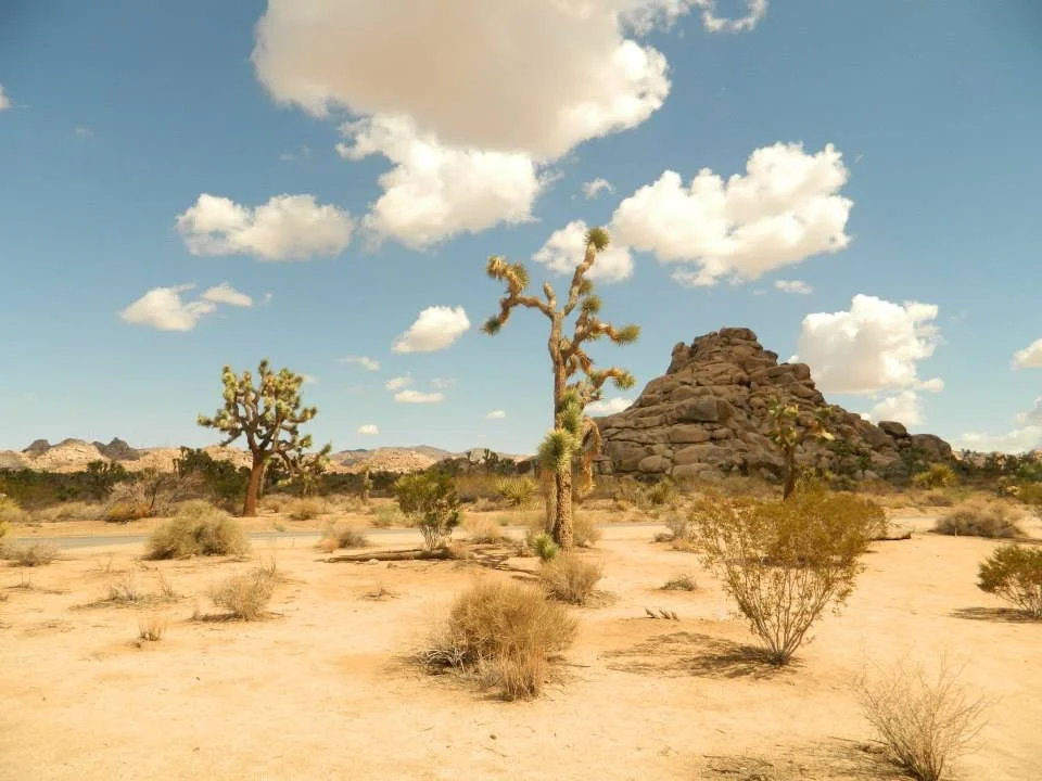 Joshua Tree National Park, California, USA