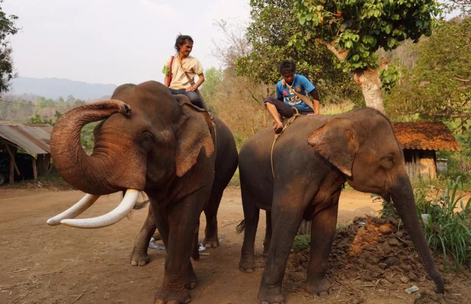 Nanalu (tusks) and Bon Jun with their mahouts after we had finished our trails - they looked at home together! 