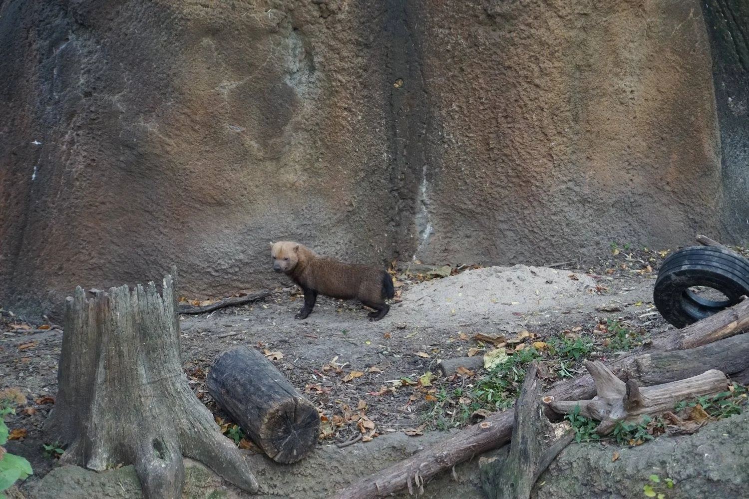 The Bush Dog! 